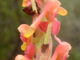 Disa chrysostachya floral details