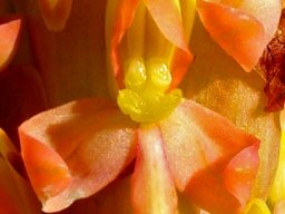 Disa chrysostachya flower