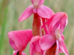 Disa clavicornis open to the top