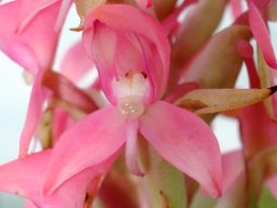 Disa clavicornis flower