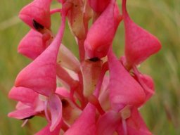 Disa clavicornis looking down