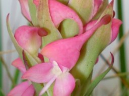 Disa clavicornis bracts and spurs