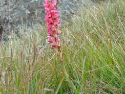Disa clavicornis