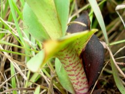 Disa clavicornis leaves