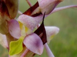 Disa cooperi flower