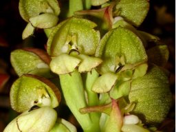 Disa cornuta at night