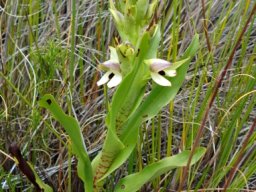 Disa cornuta