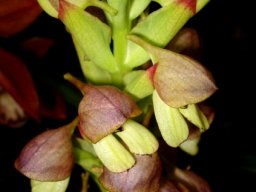 Disa cornuta shift in outlook