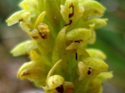 Disa cylindrica curving, twisted bracts