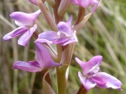 Disa stricta flowers