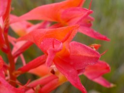 Disa ferruginea flowers
