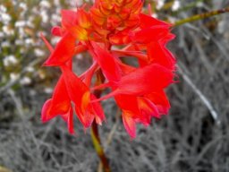 Disa ferruginea red open flowers