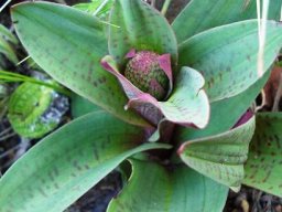 Disa fragrans