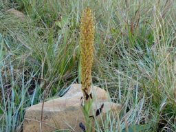 Disa fragrans in habitat