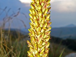 Disa fragrans inflorescence