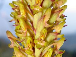 Disa fragrans flowers