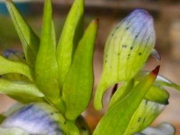 Disa hallackii bracts and flowers