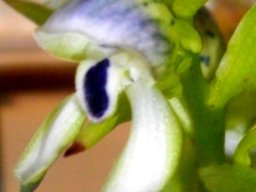 Disa hallackii flower