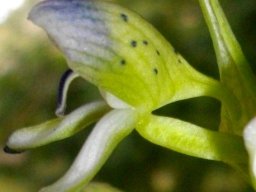 Disa hallackii flower profile