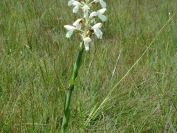 Disa intermedia leaves
