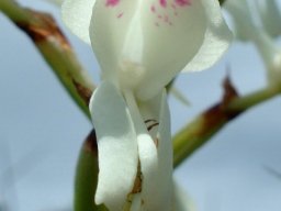 Disa intermedia flower