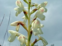 Disa intermedia inflorescence