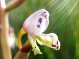 Disa klugei
