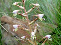 Disa klugei in the grass