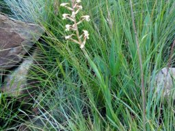 Disa klugei stem leaves