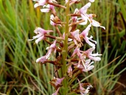 Disa patula var. patula