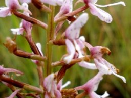 Disa patula var. patula