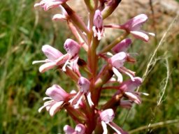 Disa patula var. transvaalensis
