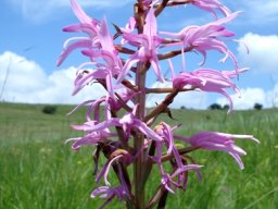 Disa roseovittata