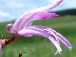 Disa roseovittata unusual spur