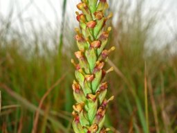 Disa rungweensis