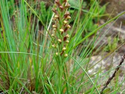 Disa rungweensis leaves