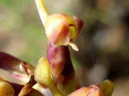 Disa rungweensis flower