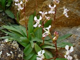 Disa sagittalis