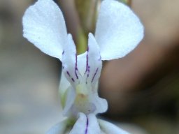 Disa sagittalis flower