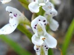 Disa saxicola flowers