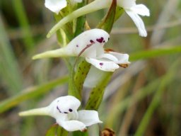 Disa saxicola spotted
