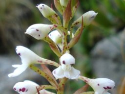 Disa saxicola inflorescence