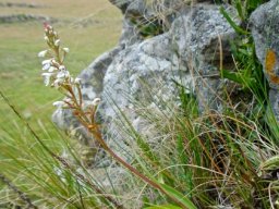 Disa saxicola