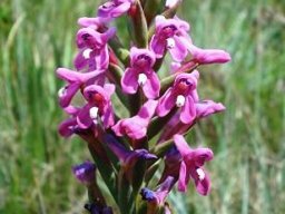 Disa stachyoides