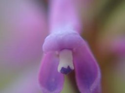 Disa stachyoides flower close-up