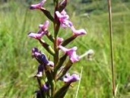 Disa stachyoides flowering in grassland
