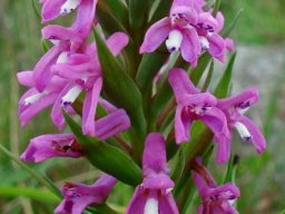 Disa stachyoides bract lances among flowers