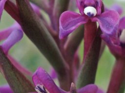 Disa stachyoides flower details