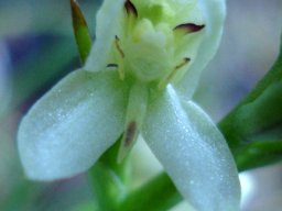 Disa uncinata flower