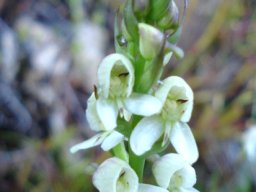 Disa uncinata flower spike